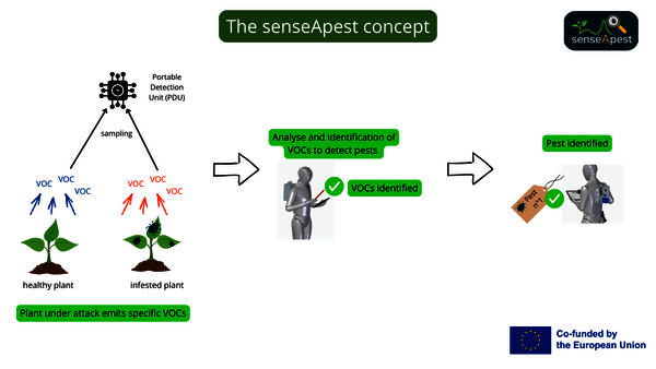 Le concept de senseApest : la détection de ravageurs de plantes basée sur l’analyse des COVs.